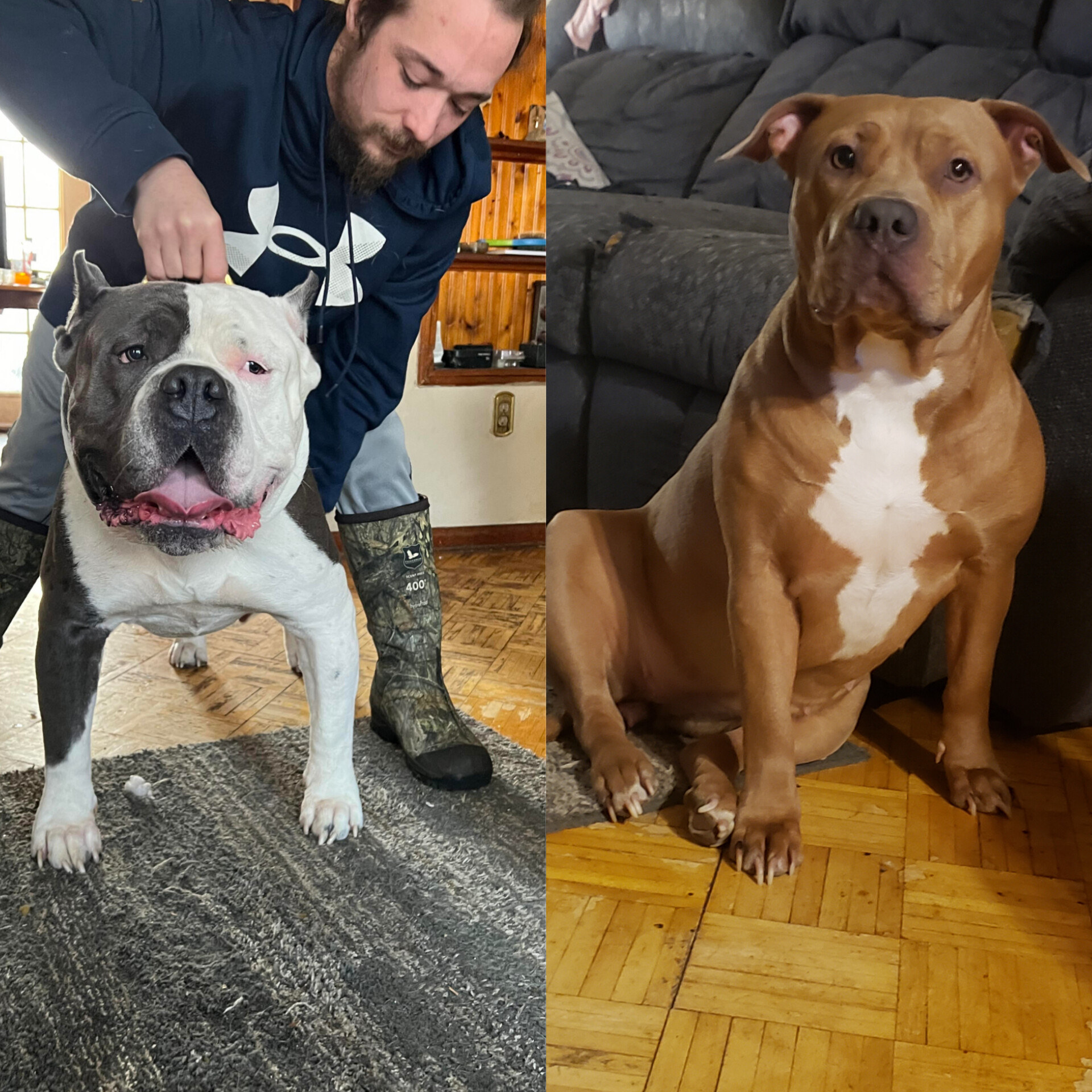 Dog Featured Image