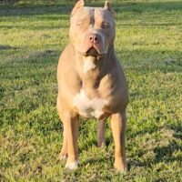 Harris Bully Farm Luna