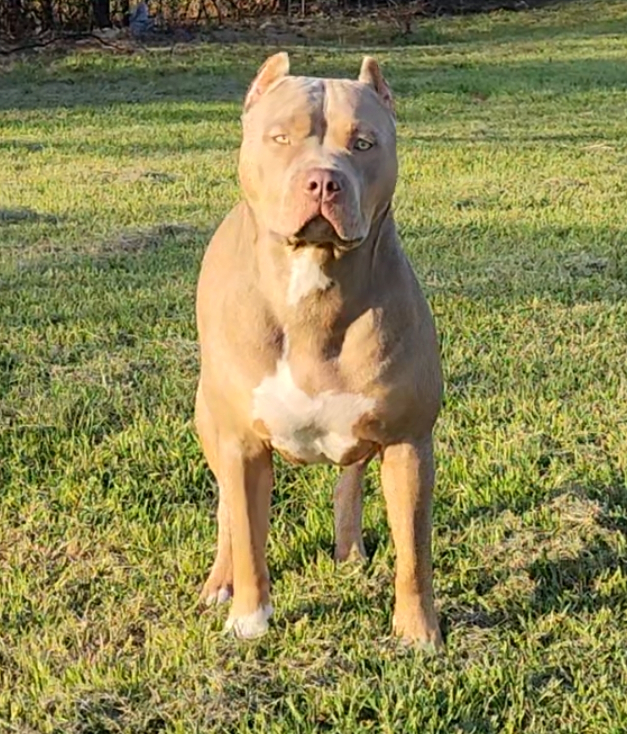 Dog Featured Image