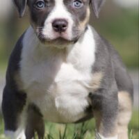 Cpt Bullies Big Blue