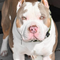Bossy’s Maui