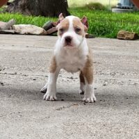 We go hard kennels Tookah