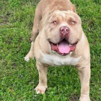 Canelo hpbully’s