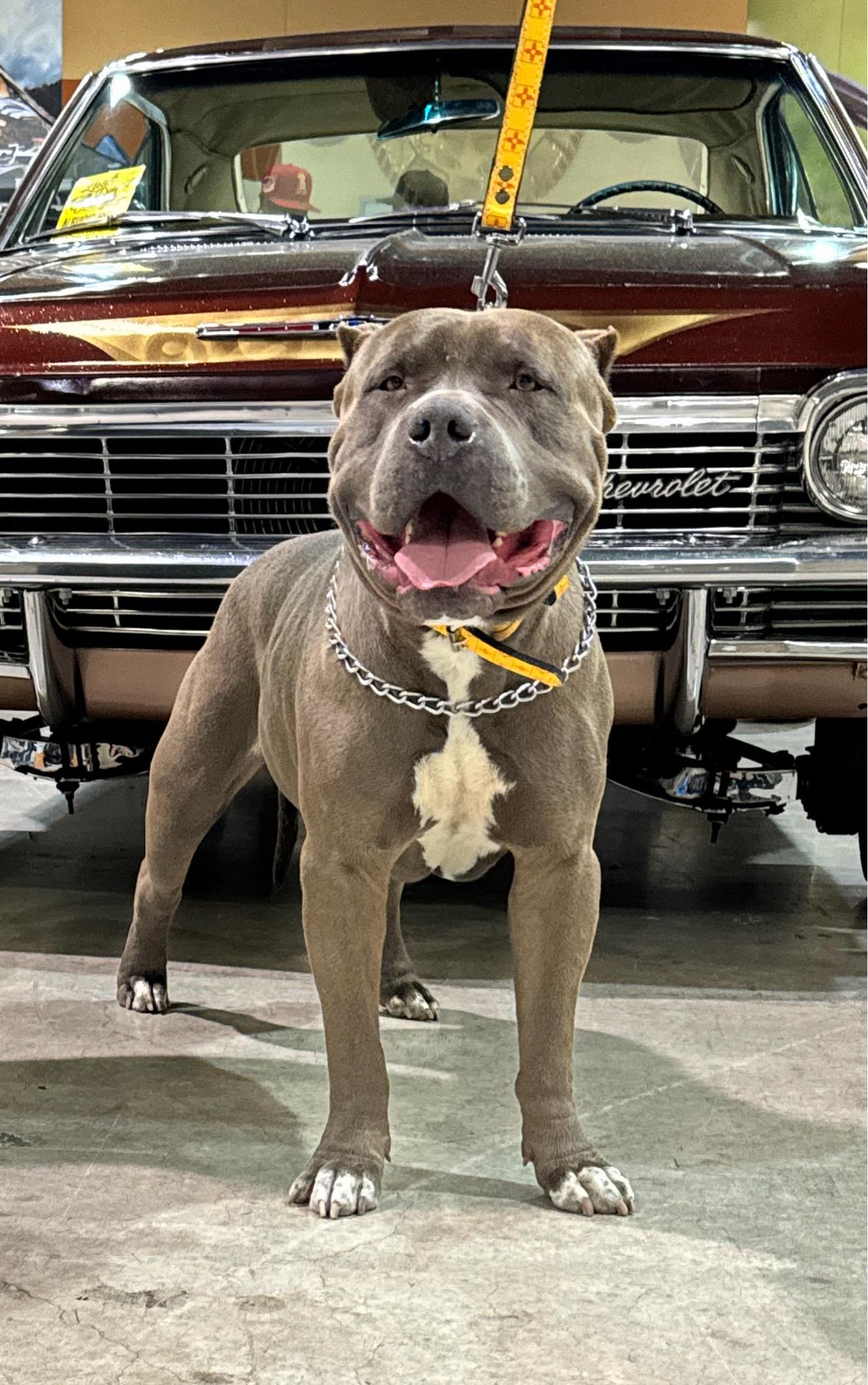 Dog Featured Image