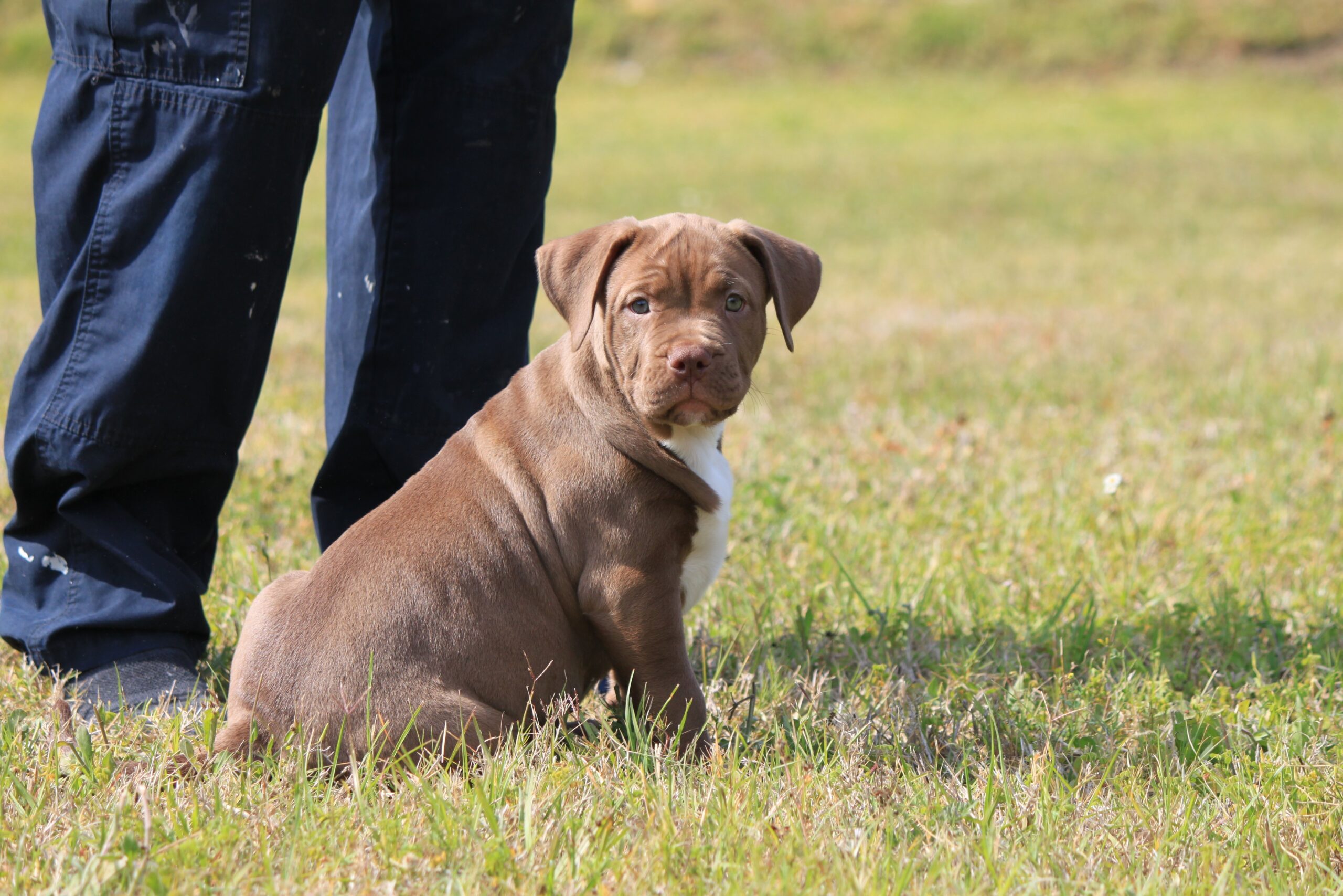Dog Featured Image
