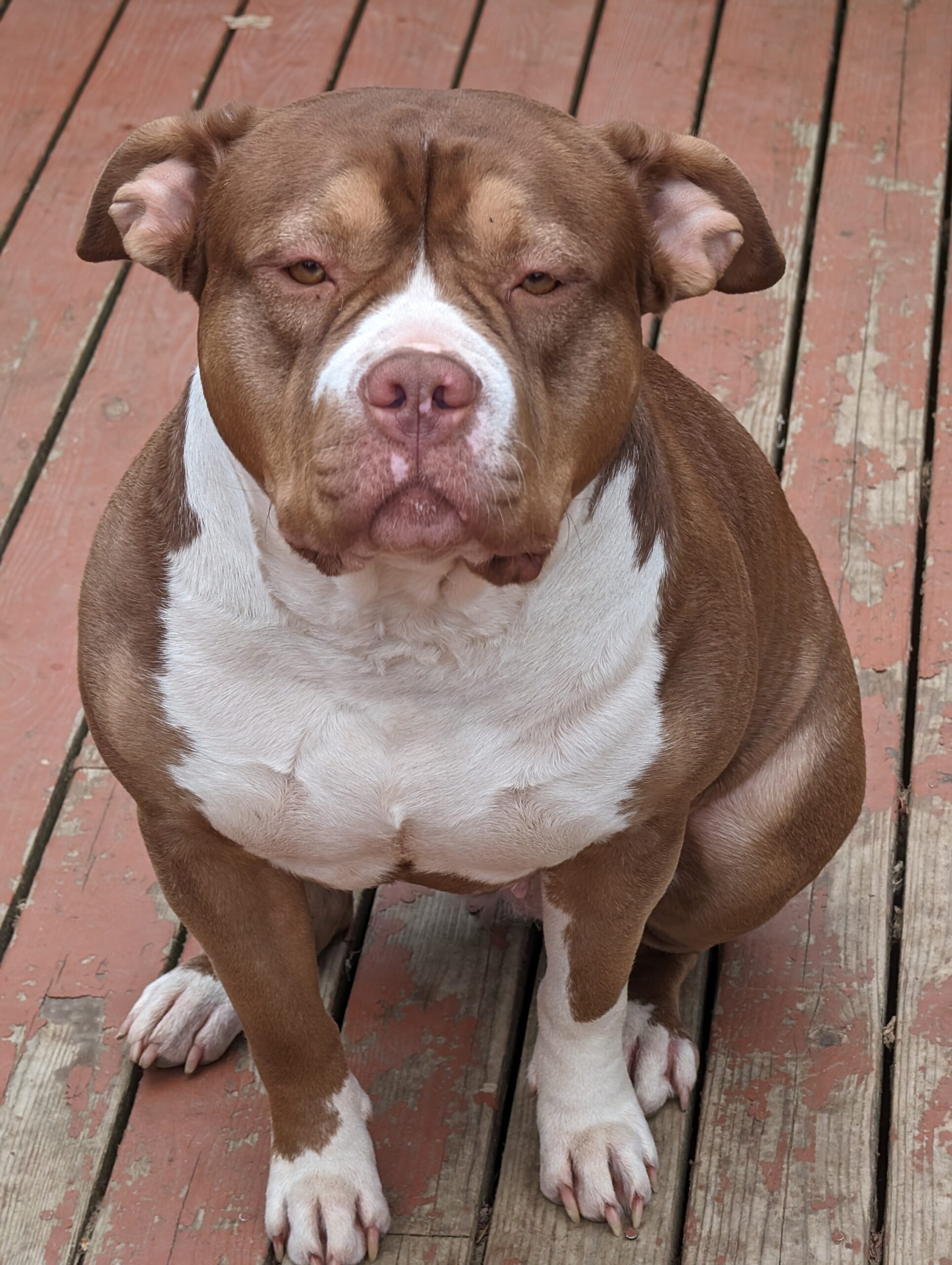 Dog Featured Image