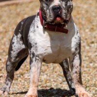PRO-BULL’S KING ROCKO