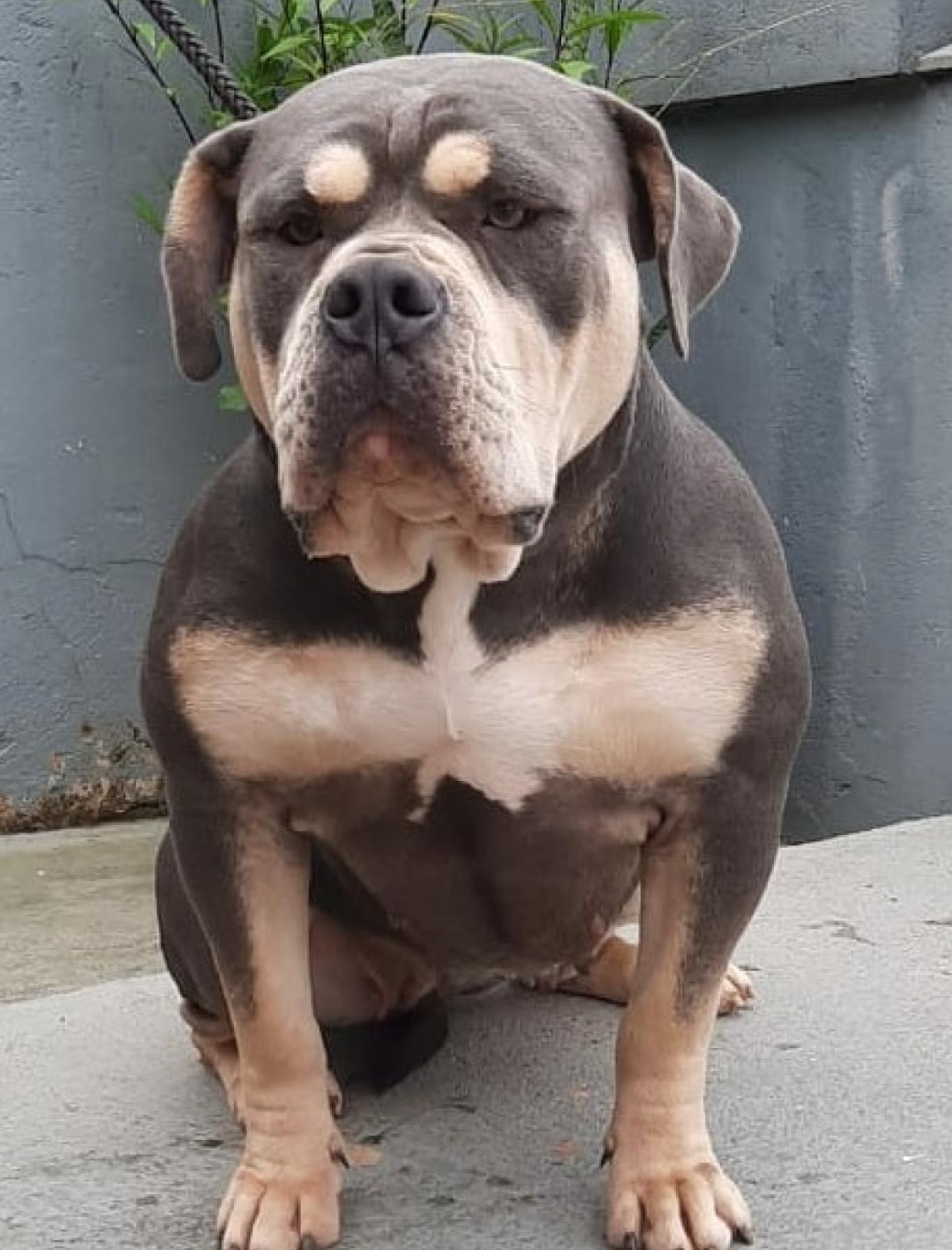 Dog Featured Image