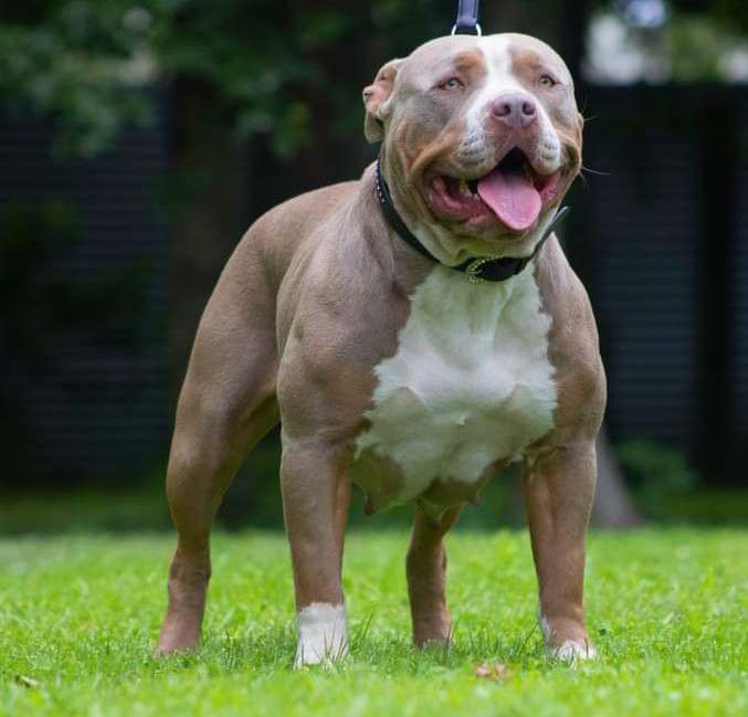 Dog Featured Image
