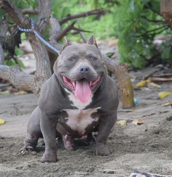 Dog Featured Image