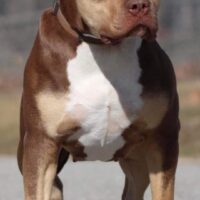 Rbb Venus of Big Head Bullies