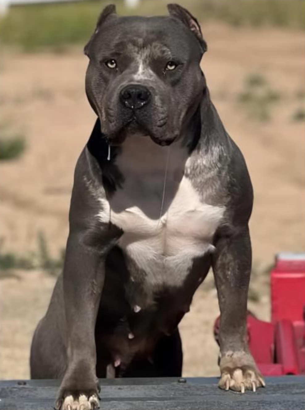 Dog Featured Image