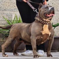 Patrona RCBULLIES