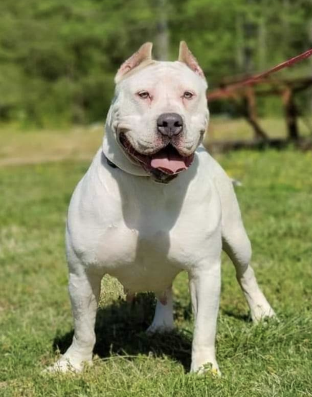 Dog Featured Image