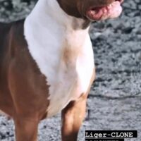 Possible breeding