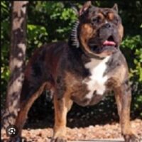 PR RSIDE’S KING SLAYER/ABY