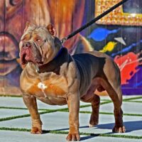 BIG BLOND KENNEL BULL (Brazilla Bossy Kennels)