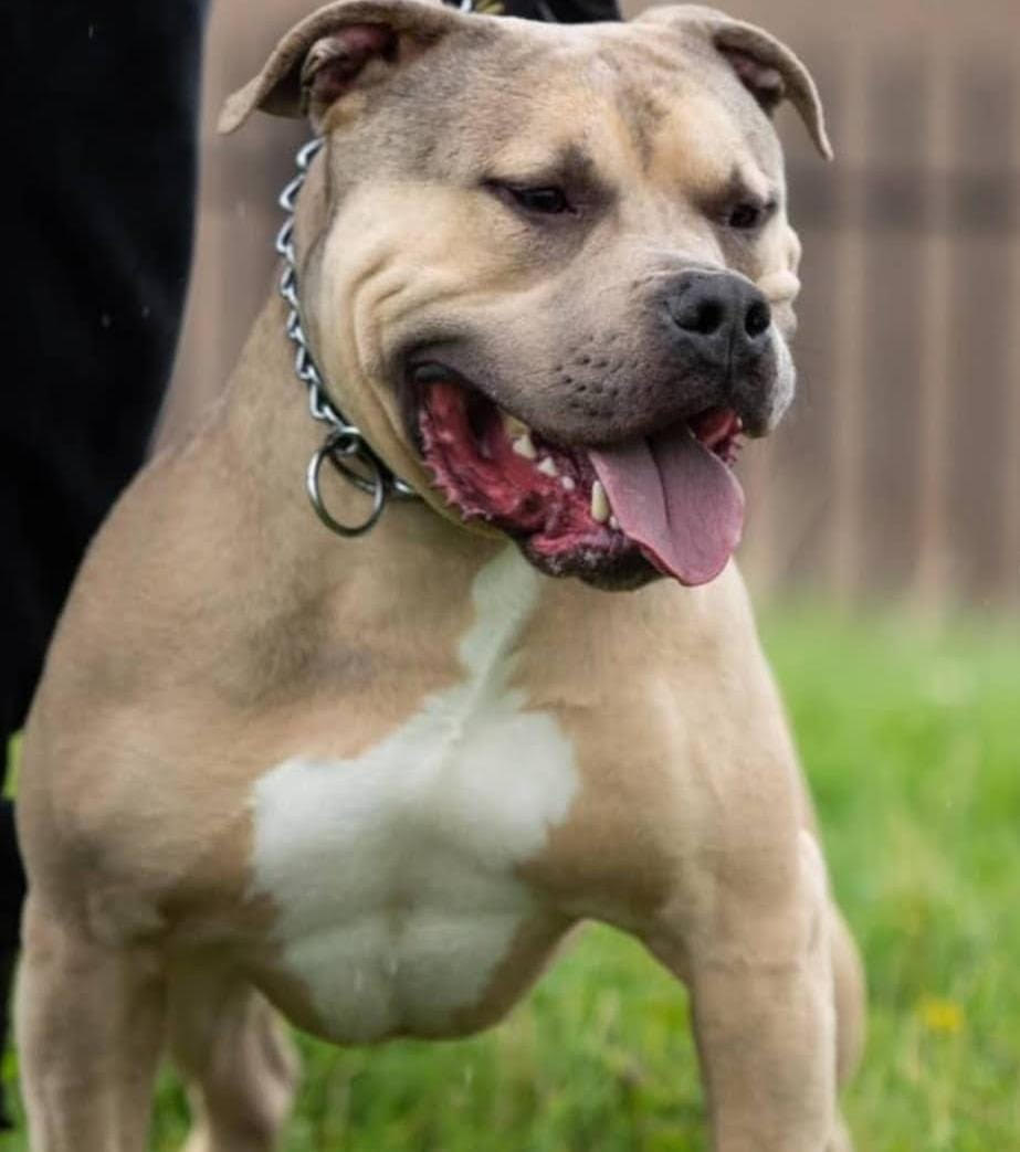 Dog Featured Image