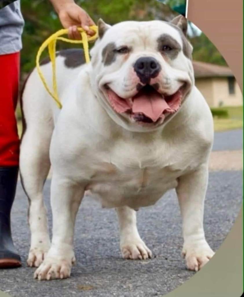 Dog Featured Image