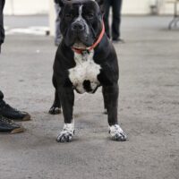 Blackstar Troya