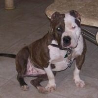 WCG’S ACE-LINE’S UGK SIDNEY