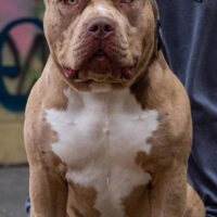 Bad boy Kovu
