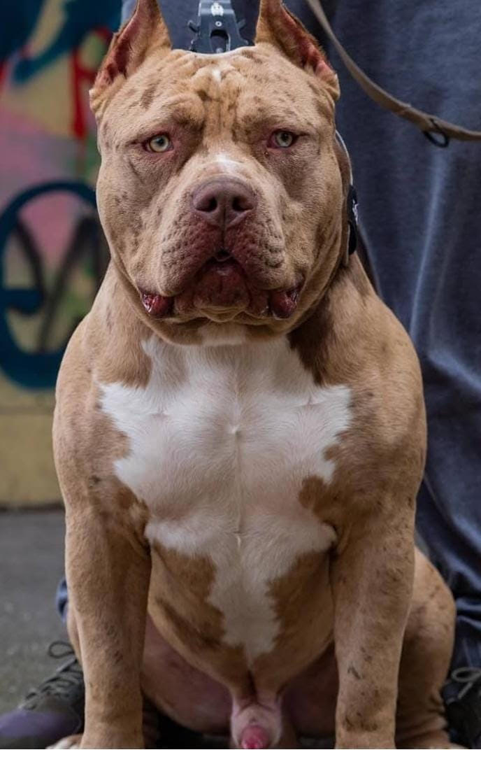 Dog Featured Image