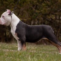 Gracie
