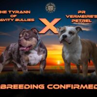The Tyrann Off Gravity Bullies X Petrel