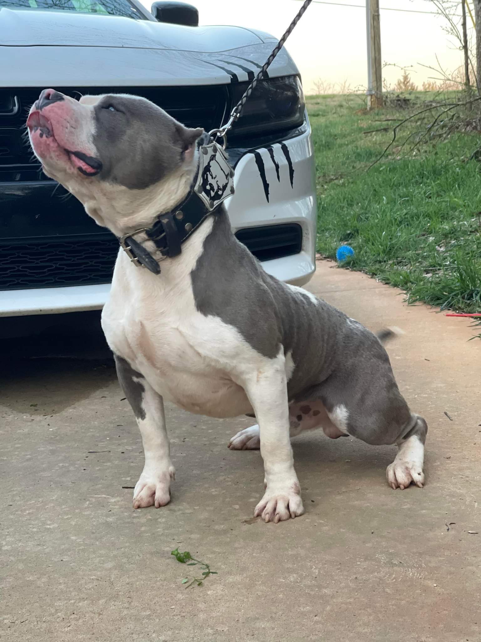 Dog Featured Image