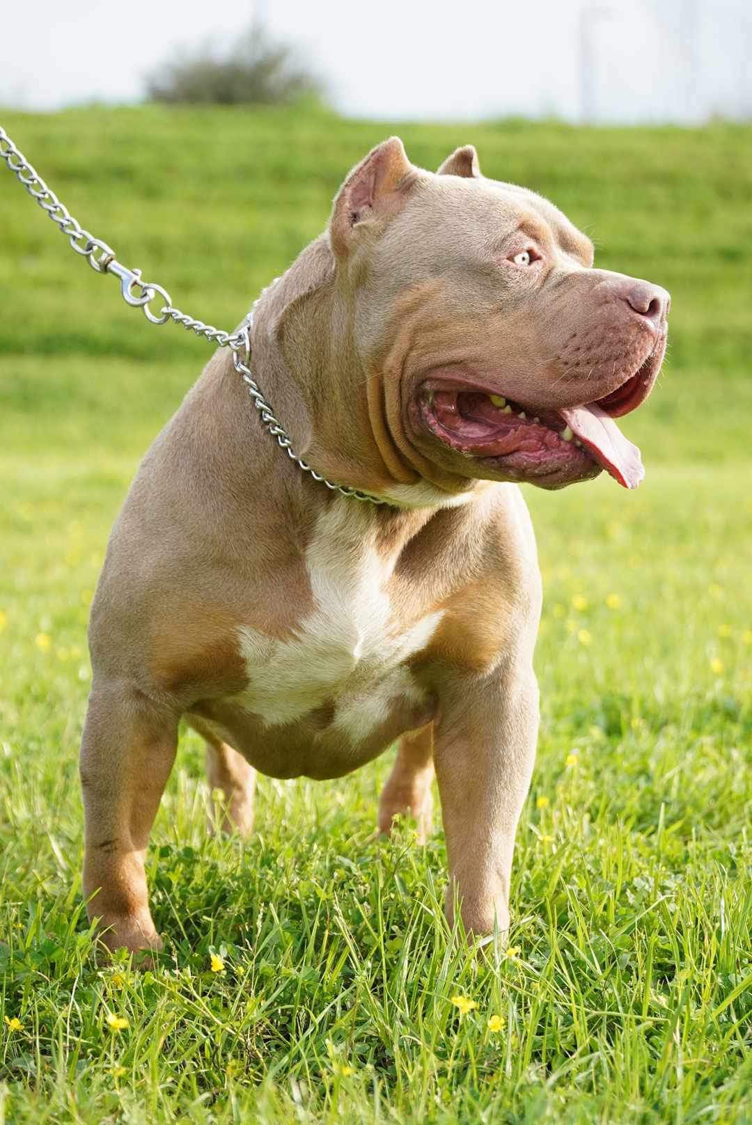 Dog Featured Image
