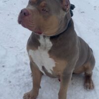 Dinosaur Bull’s King Zaion