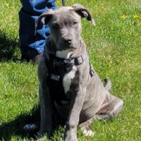 Forntney farm nala
