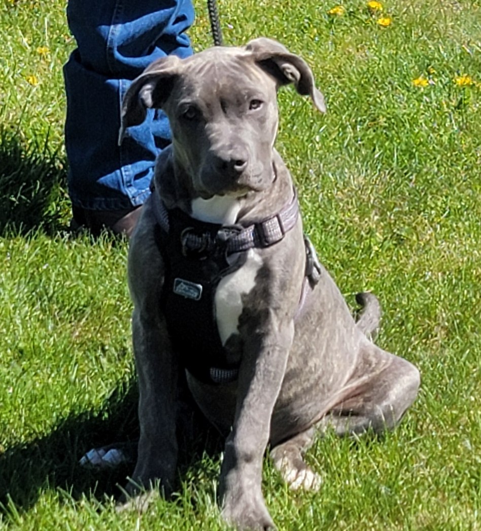 Dog Featured Image