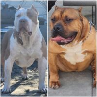 Dog Featured Image