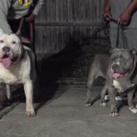 Creed X Panda Pups