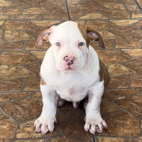 Probulls Rizz