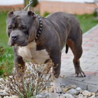 Flemish Bullz Kali King