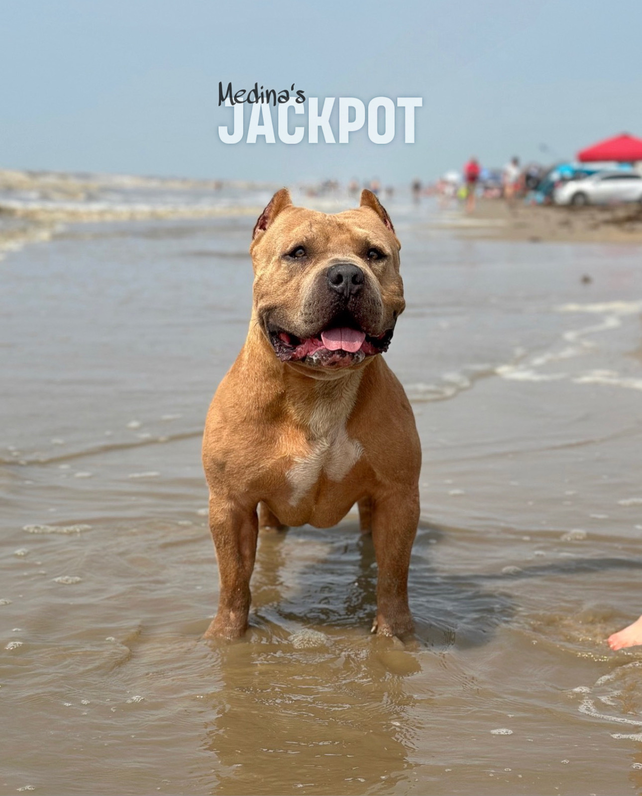 Dog Featured Image