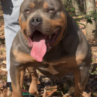 Crucial Bullyz ShotGun