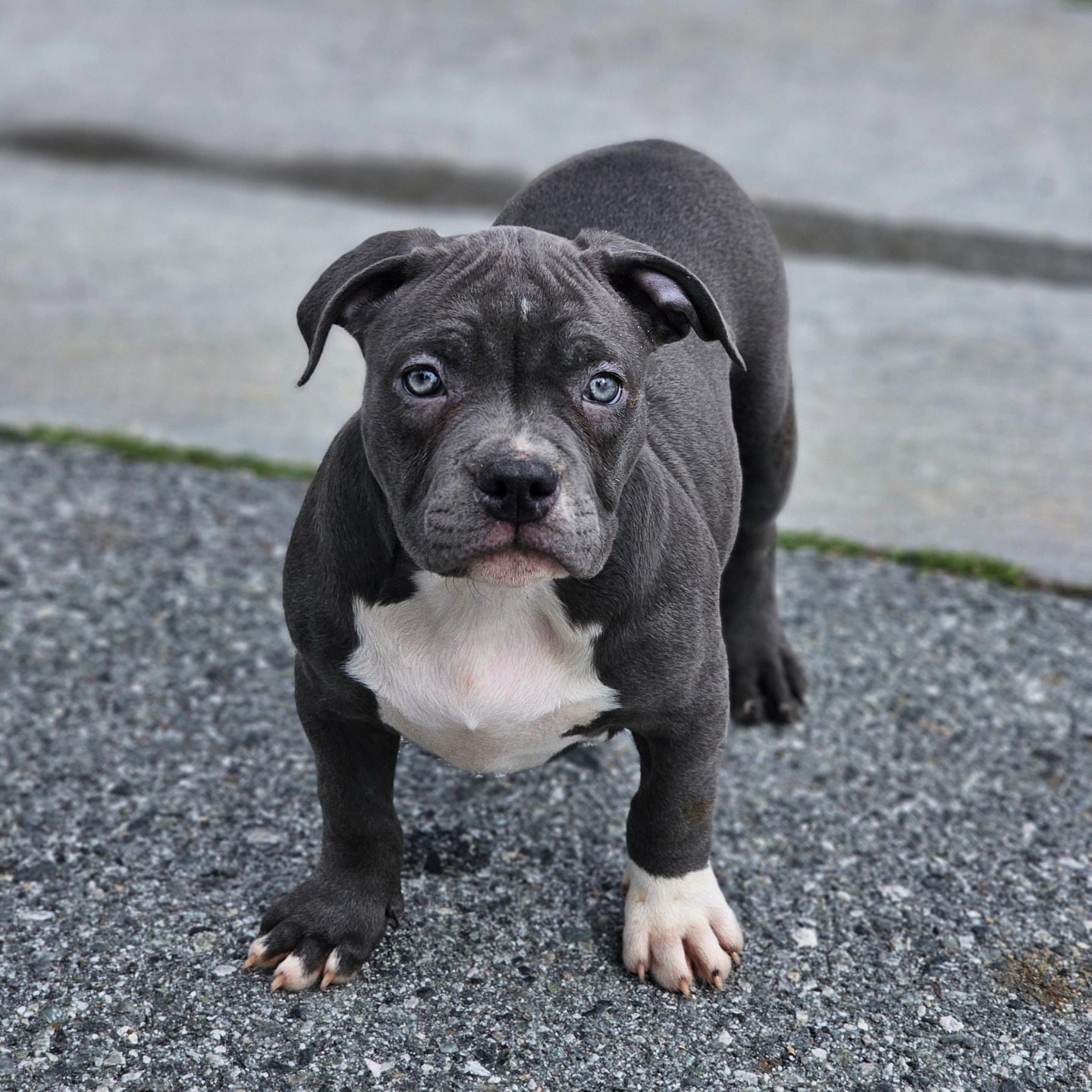 Dog Featured Image