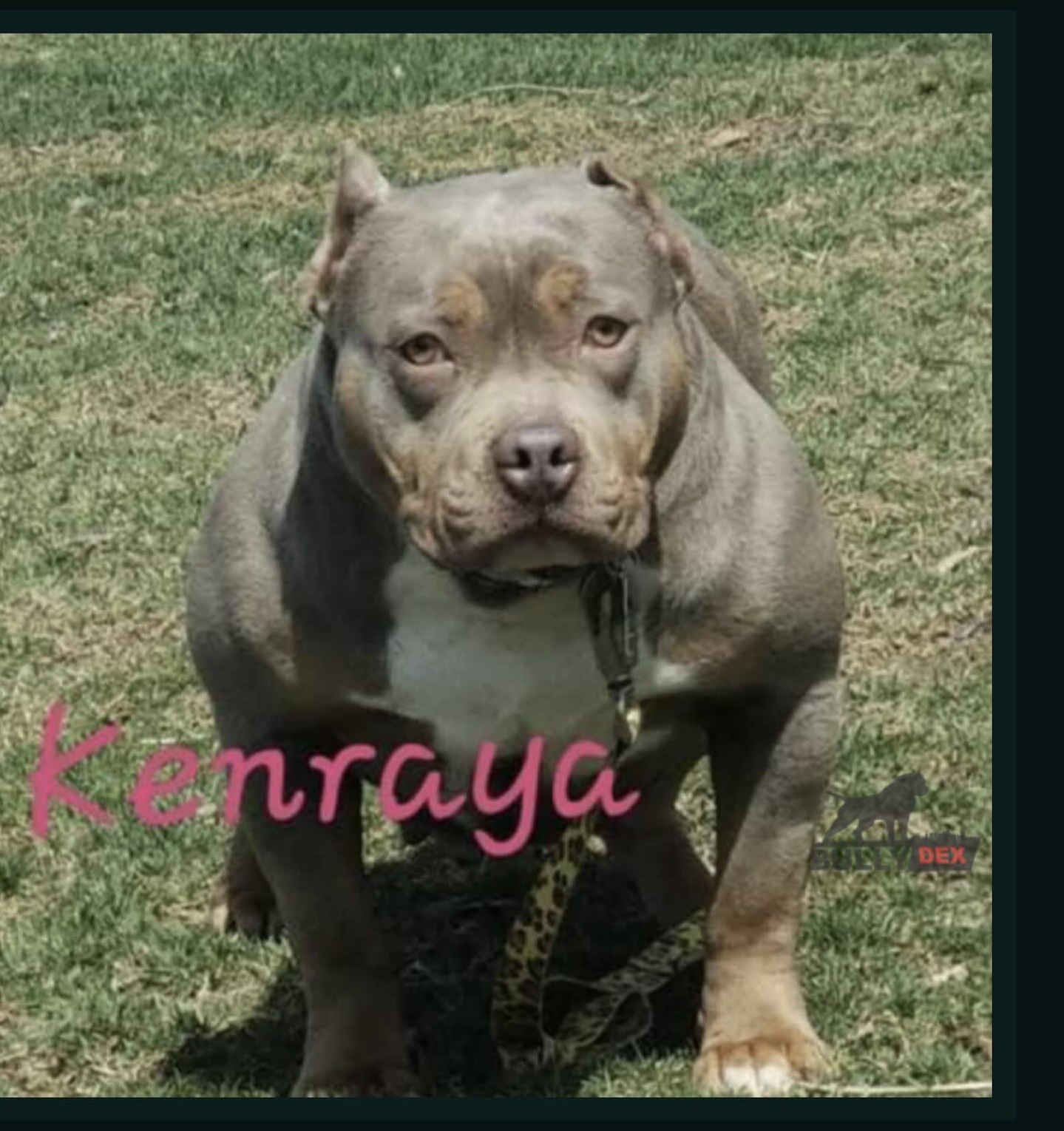 Dog Featured Image