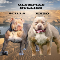 Scilla x Enzo (Olympian bullies)