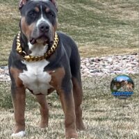 Gab Hustle