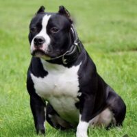 Flemish bullz Sierra Black