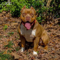 Panamanian Red