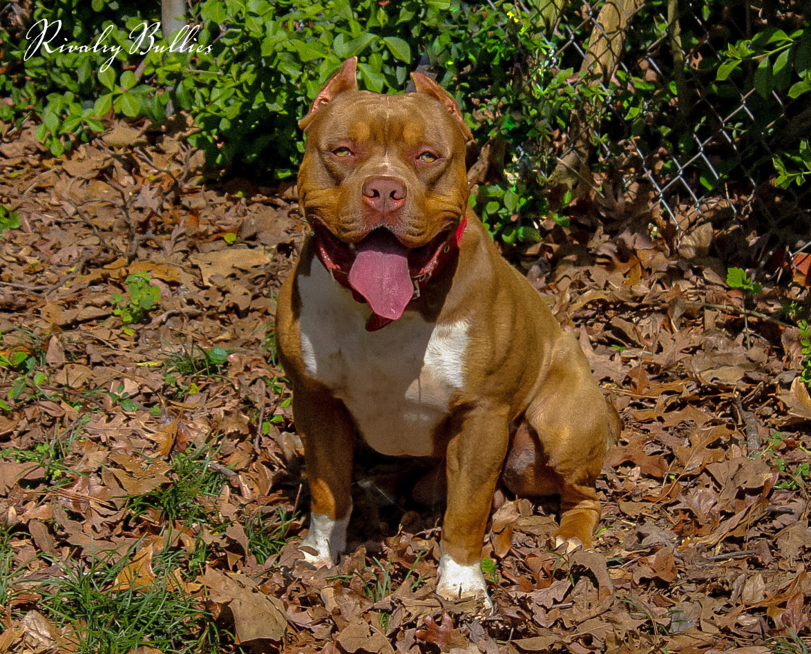 Dog Featured Image
