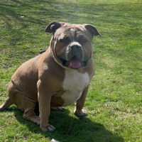 TopDogGang’s CHELSEA hustler