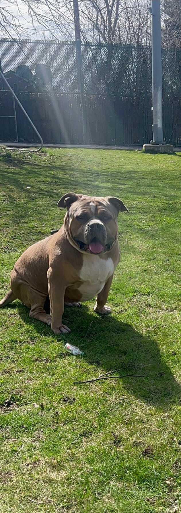 Dog Featured Image