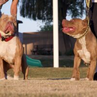 Den of Gemz Koba X Siks Gamora